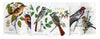 FIELD NOTES  - BIRDS &amp; TREES OF NORTH AMERICA , PACK B