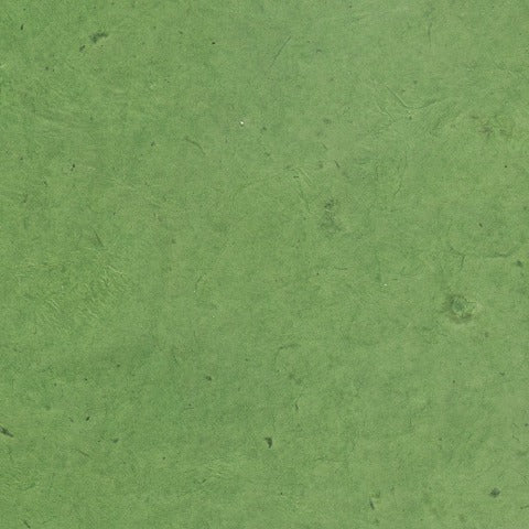 LOKTA PARROT GREEN
