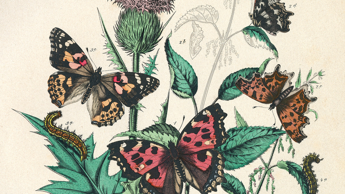 ARTIST'S COLORING BOOK- NATURAL HISTORY ARTISTS