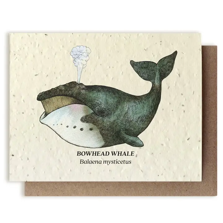 PLANTABLE SEED CARD -BOWHEAD WHALE