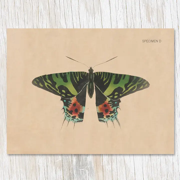 COGNITIVE SURPLUS CARD - D MOTH