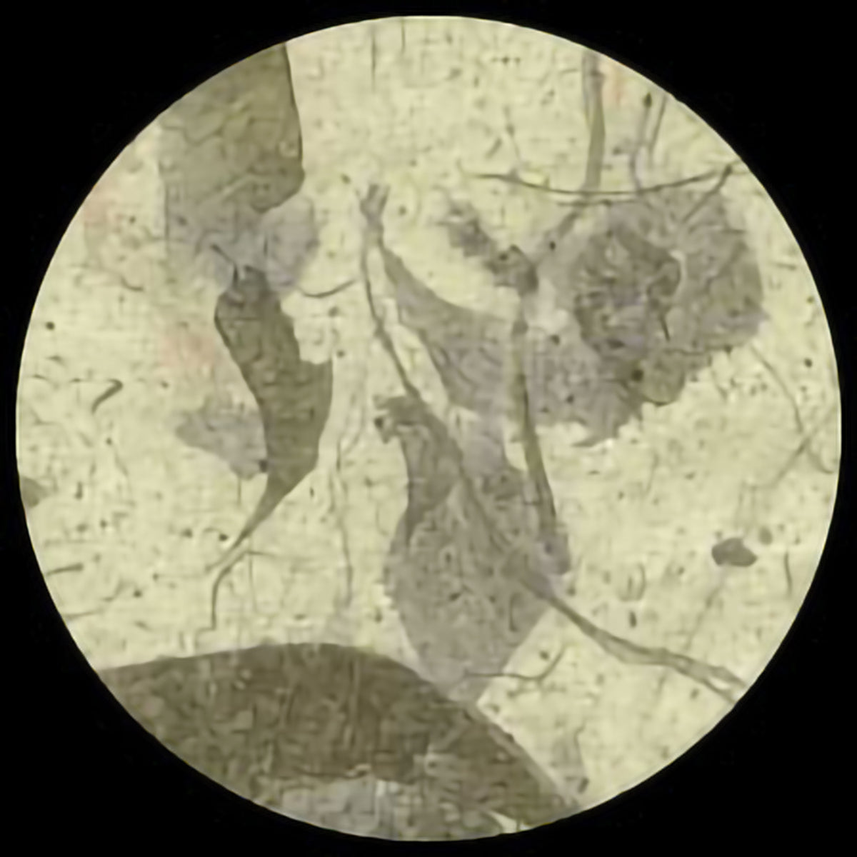 MANGO - NATURAL GREEN