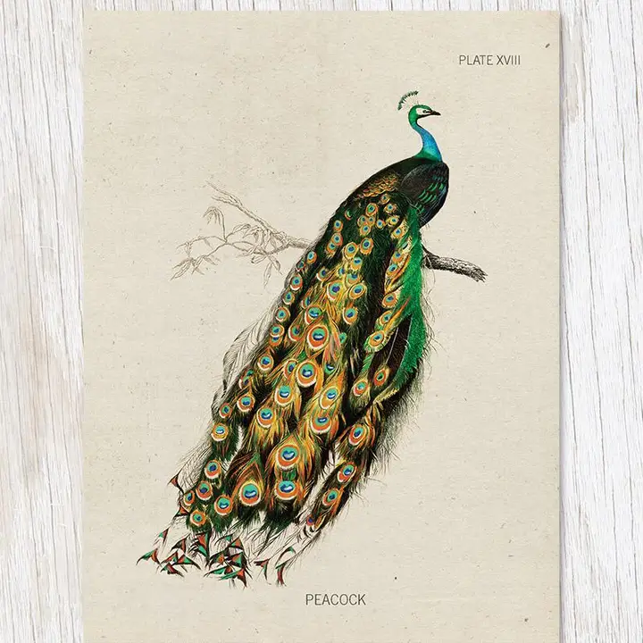 COGNITIVE SURPLUS CARD - PEACOCK