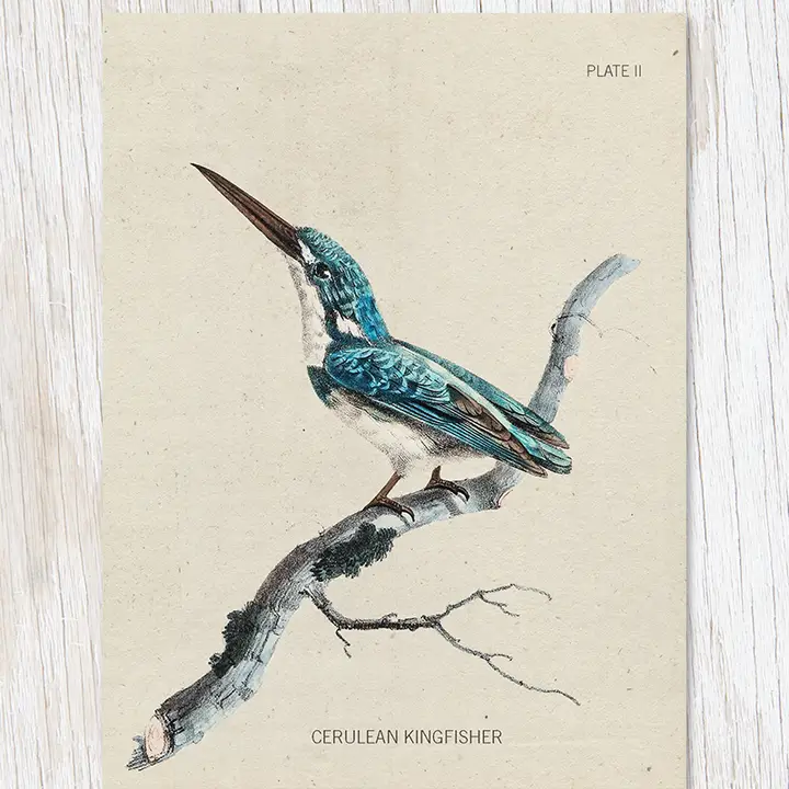 COGNITIVE SURPLUS CARD - KINGFISHER BIRD