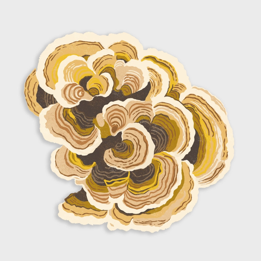 STICKER - TURKEY TAIL MUSHROOM