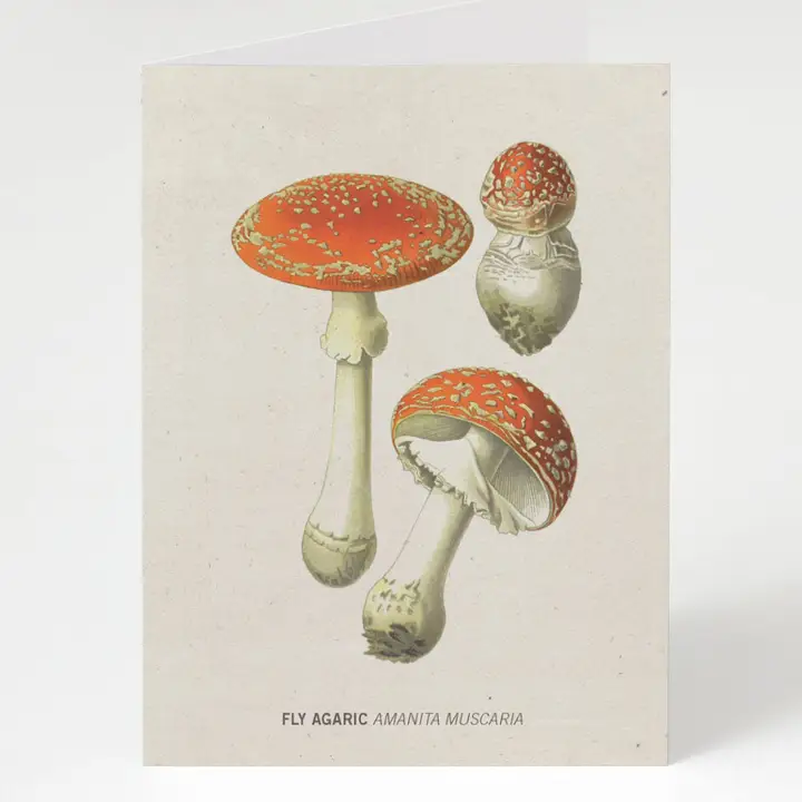 COGNITIVE SURPLUS CARD - FLY AGARIC POISONOUS MUSHROOM