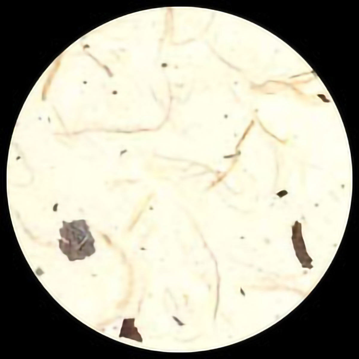 UNRYU - KOZO &amp; CHIRI WHITE