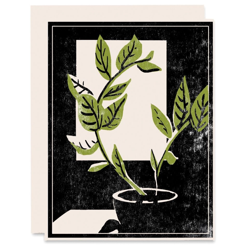 PLANT BY THE WINDOW EVERYDAY