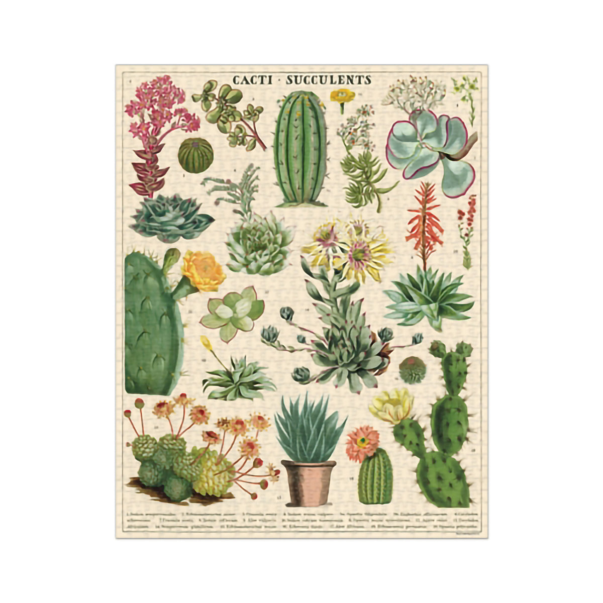1000 PIECE VINTAGE PUZZLE - CACTI &amp; SUCCULENTS