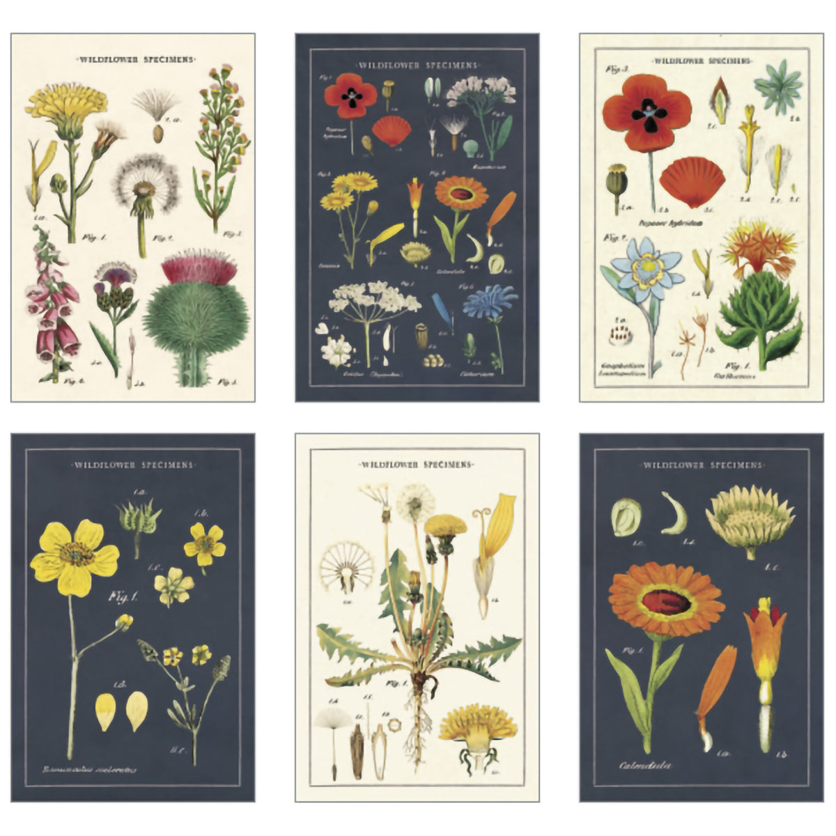 VINTAGE POSTCARDS WILDFLOWERS