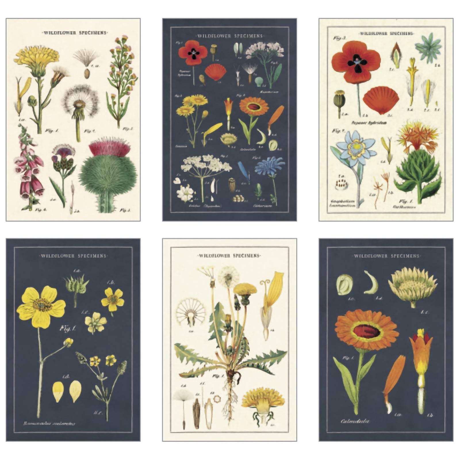 VINTAGE POSTCARDS WILDFLOWERS