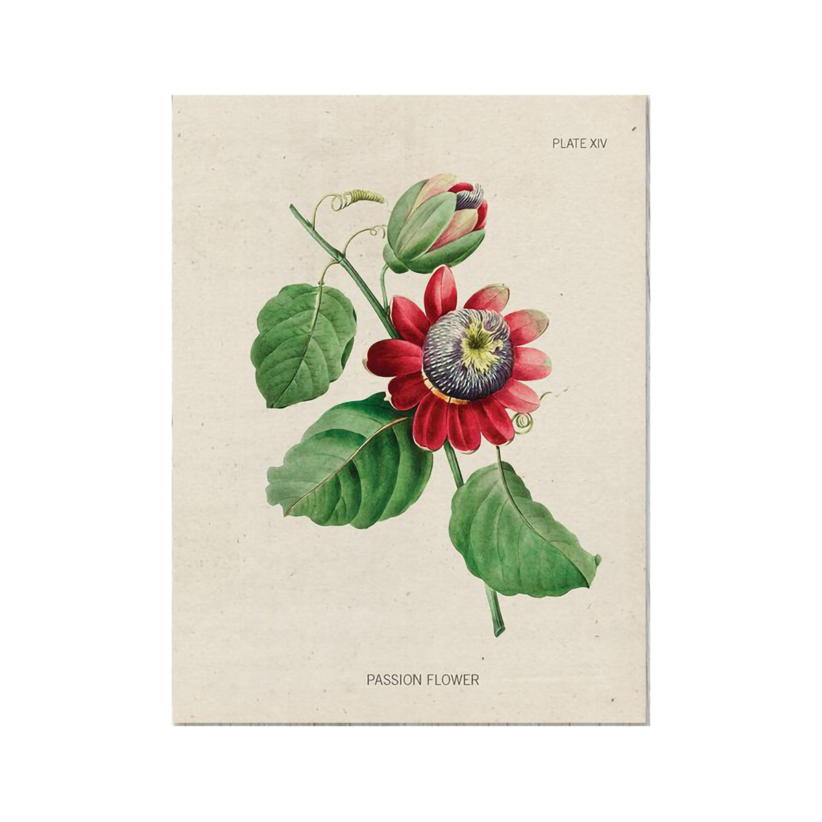 COGNITIVE SURPLUS CARD - PASSION FLOWER