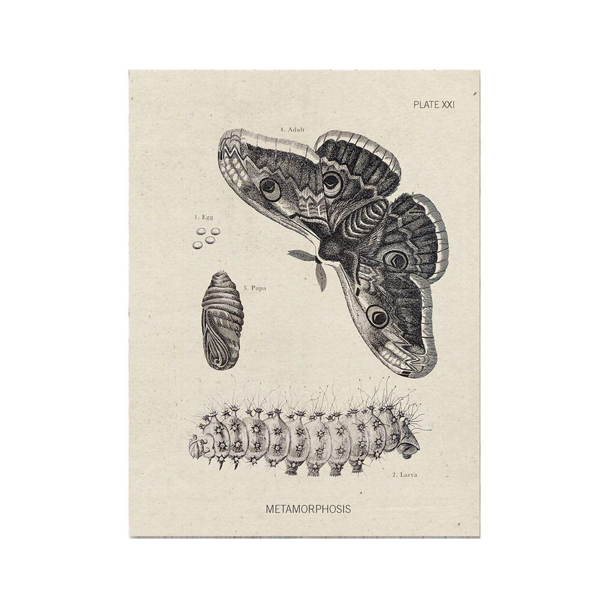 COGNITIVE SURPLUS CARD - METAMORPHASIS MOTH