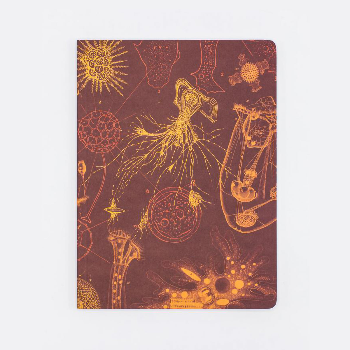 EXPERIMENT SOFTCOVER NOTEBOOK RULED MICROBIOLOGY