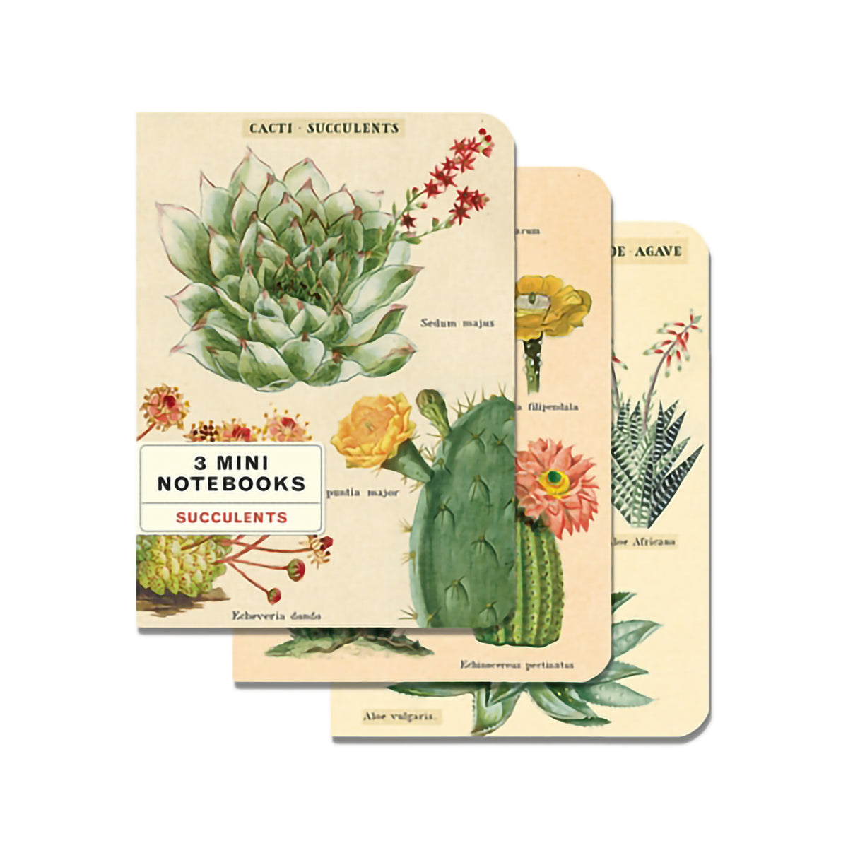 MINI NOTEBOOKS SUCCULENTS SET/3