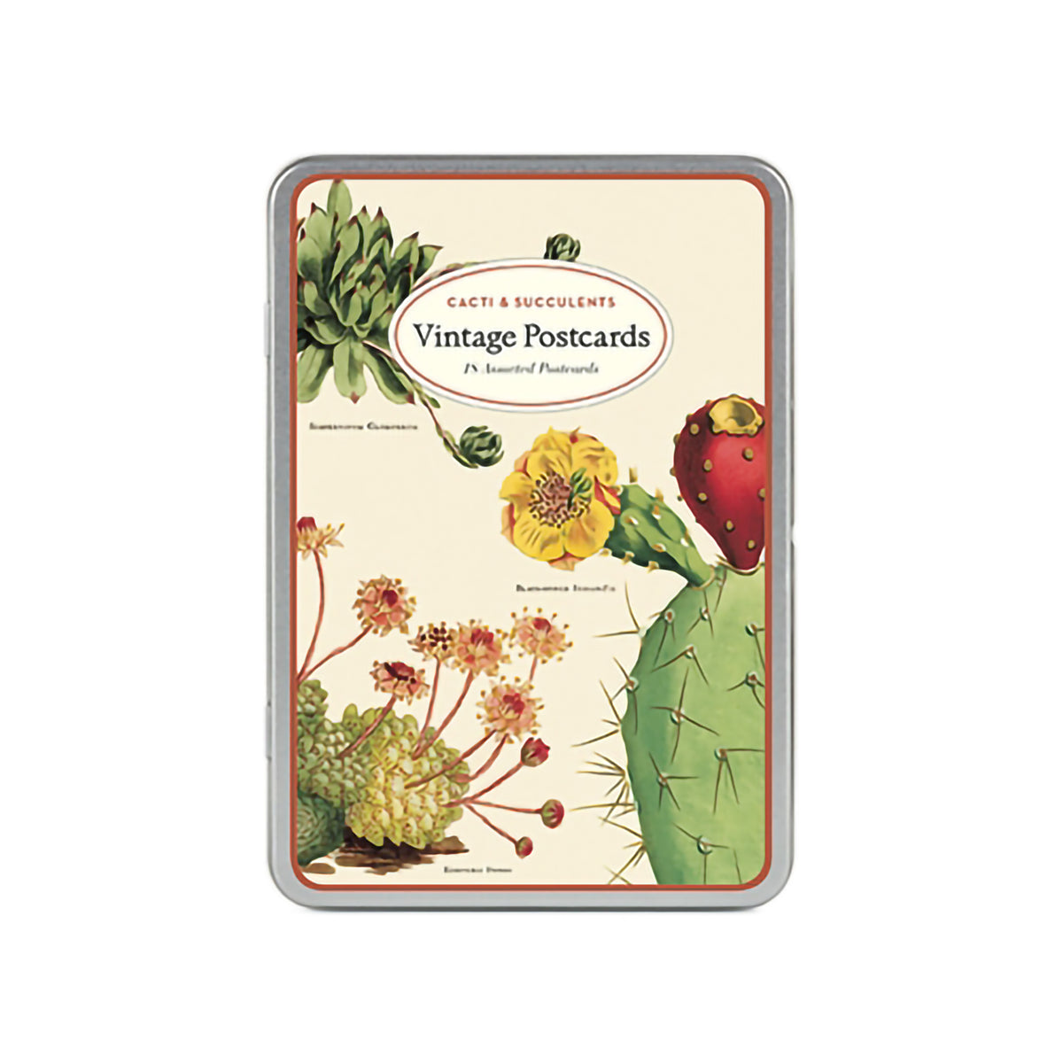 VINTAGE POSTCARDS SUCCULENTS