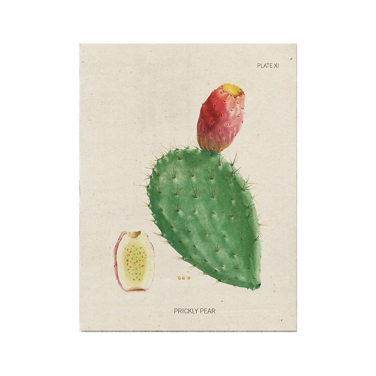 COGNITIVE SURPLUS CARD - PRICKLY PEAR PLATE 2