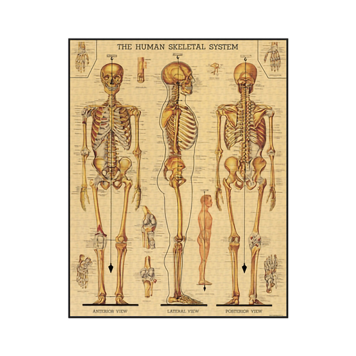 1000 PIECE VINTAGE PUZZLE - SKELETAL SYSTEM