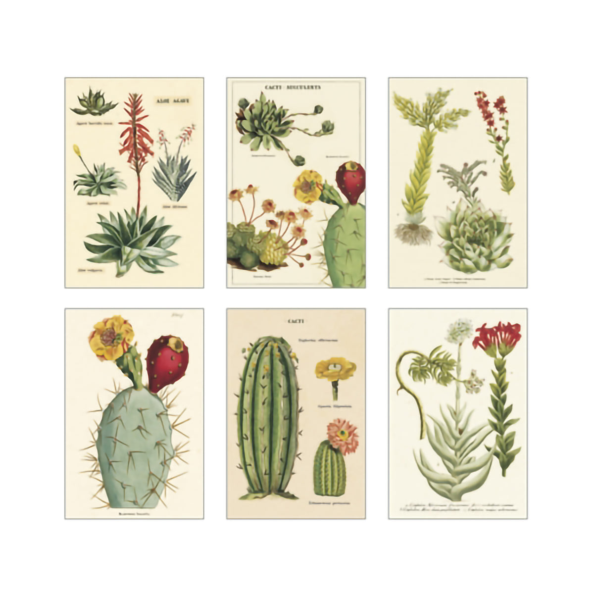 VINTAGE POSTCARDS SUCCULENTS