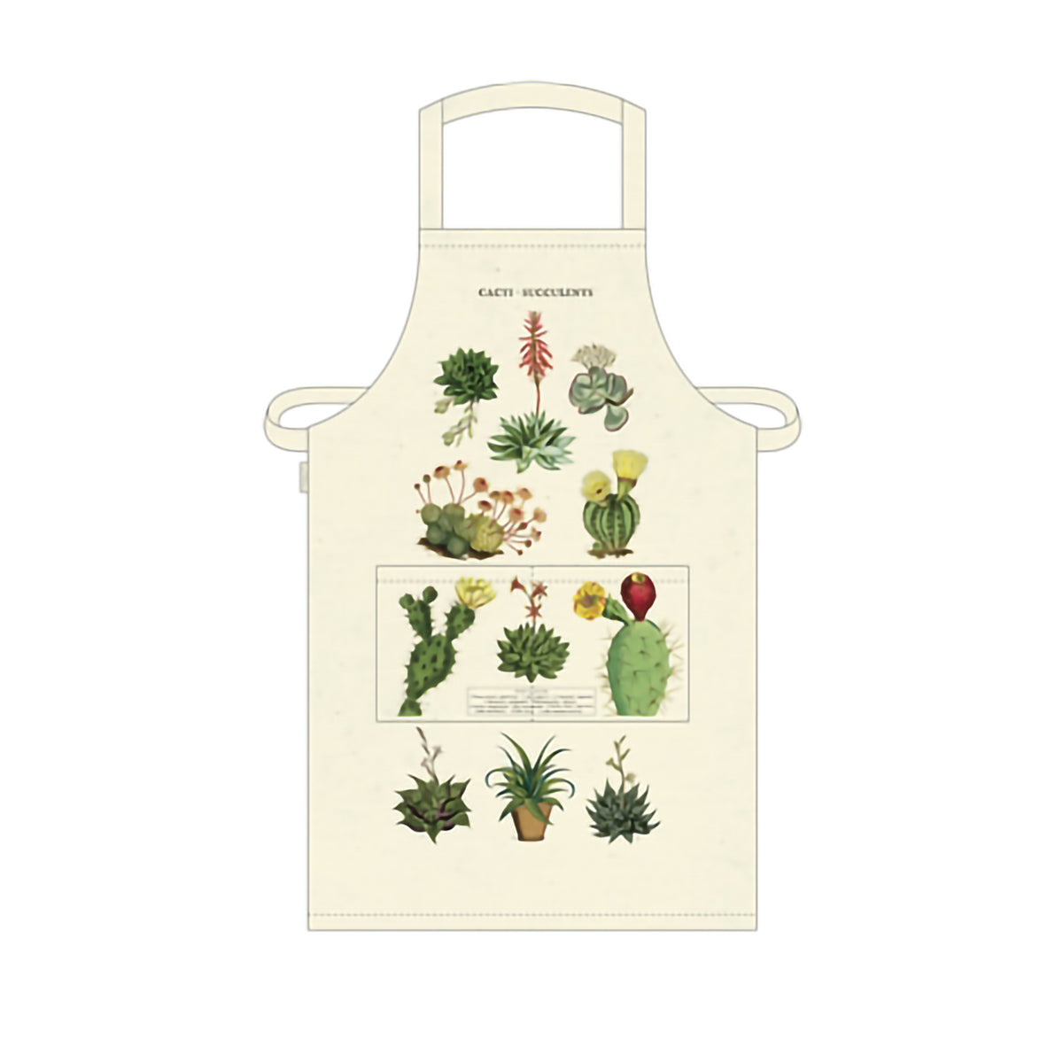 VINTAGE APRON SUCCULENTS