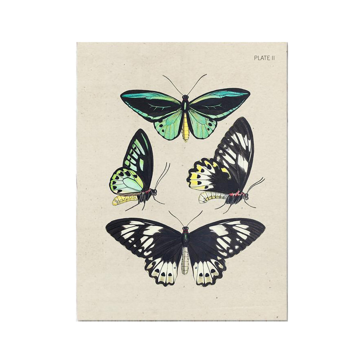 COGNITIVE SURPLUS CARD - BUTTERFLY PLATE 2